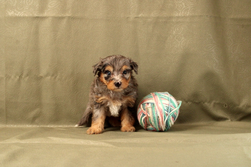puppy, for, sale, Mini Bernedoodle F2, Matthew B. Stoltzfus, dog, breeder, Gap, PA, dog-breeder, puppy-for-sale, forsale, nearby, find, puppyfind, locator, puppylocator, aca